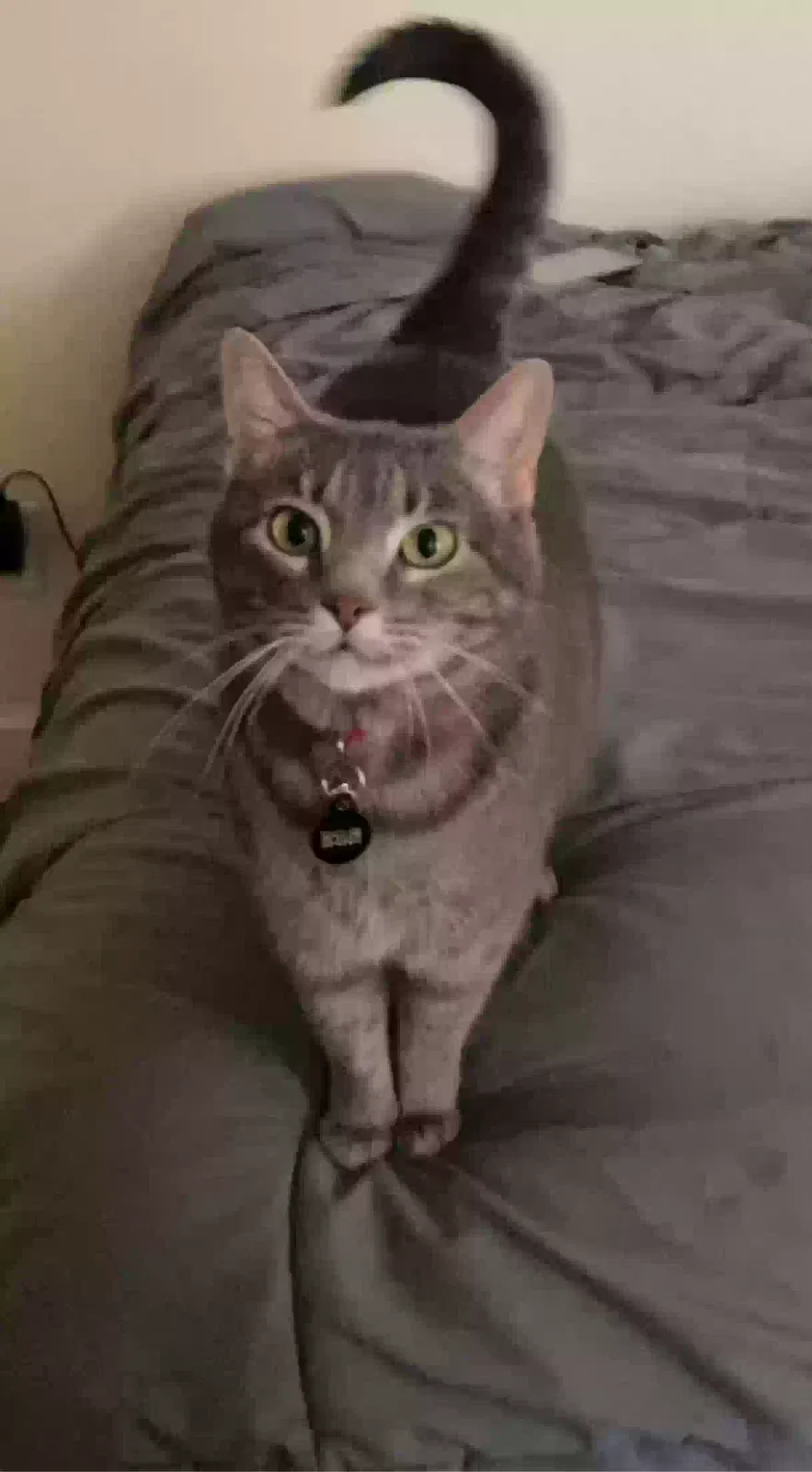 Lost cat in Greenville, TX, 75402