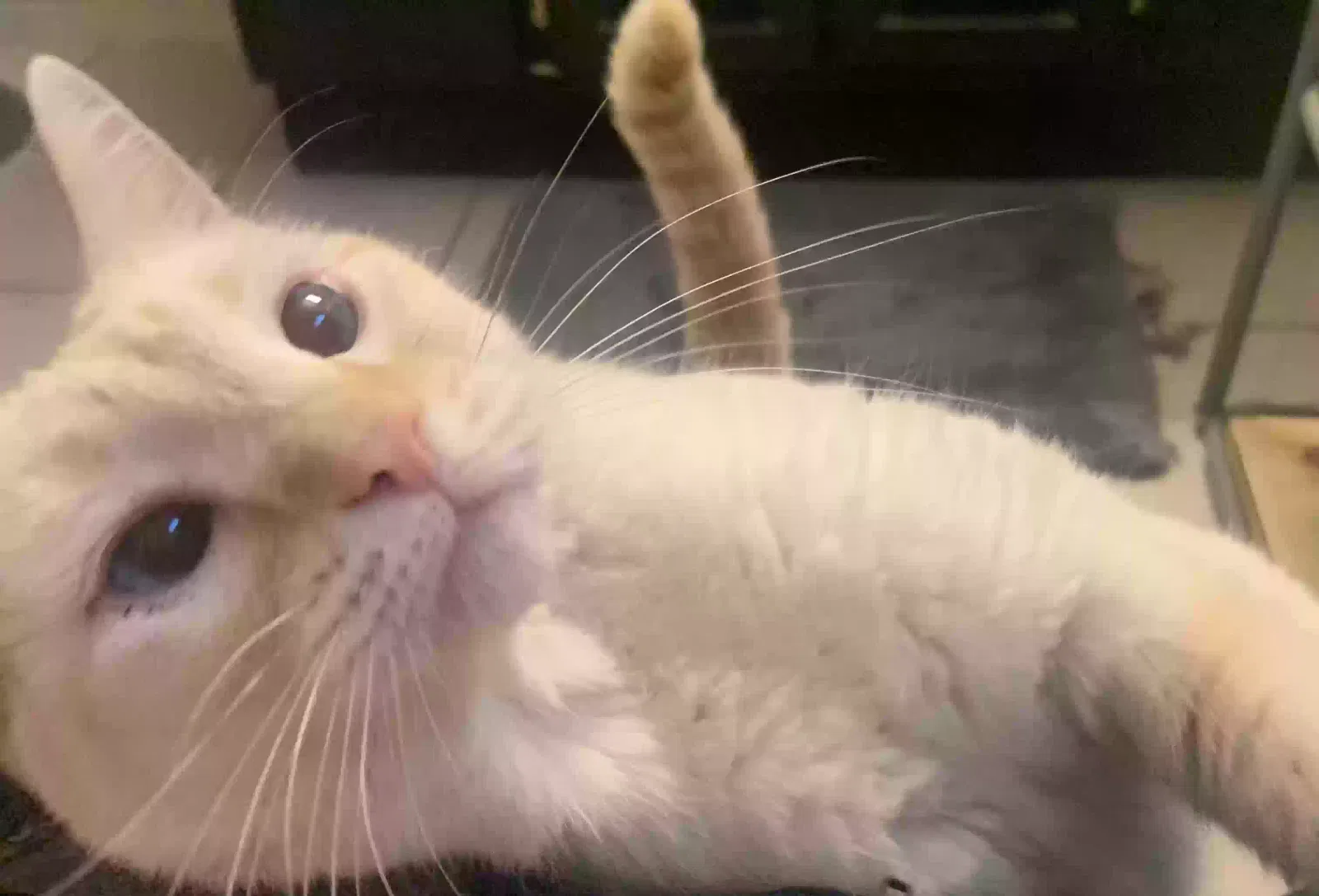Lost cat in Henderson, NV, 89014