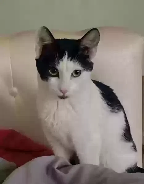 Lost cat in Saint Paul, MN, 55119