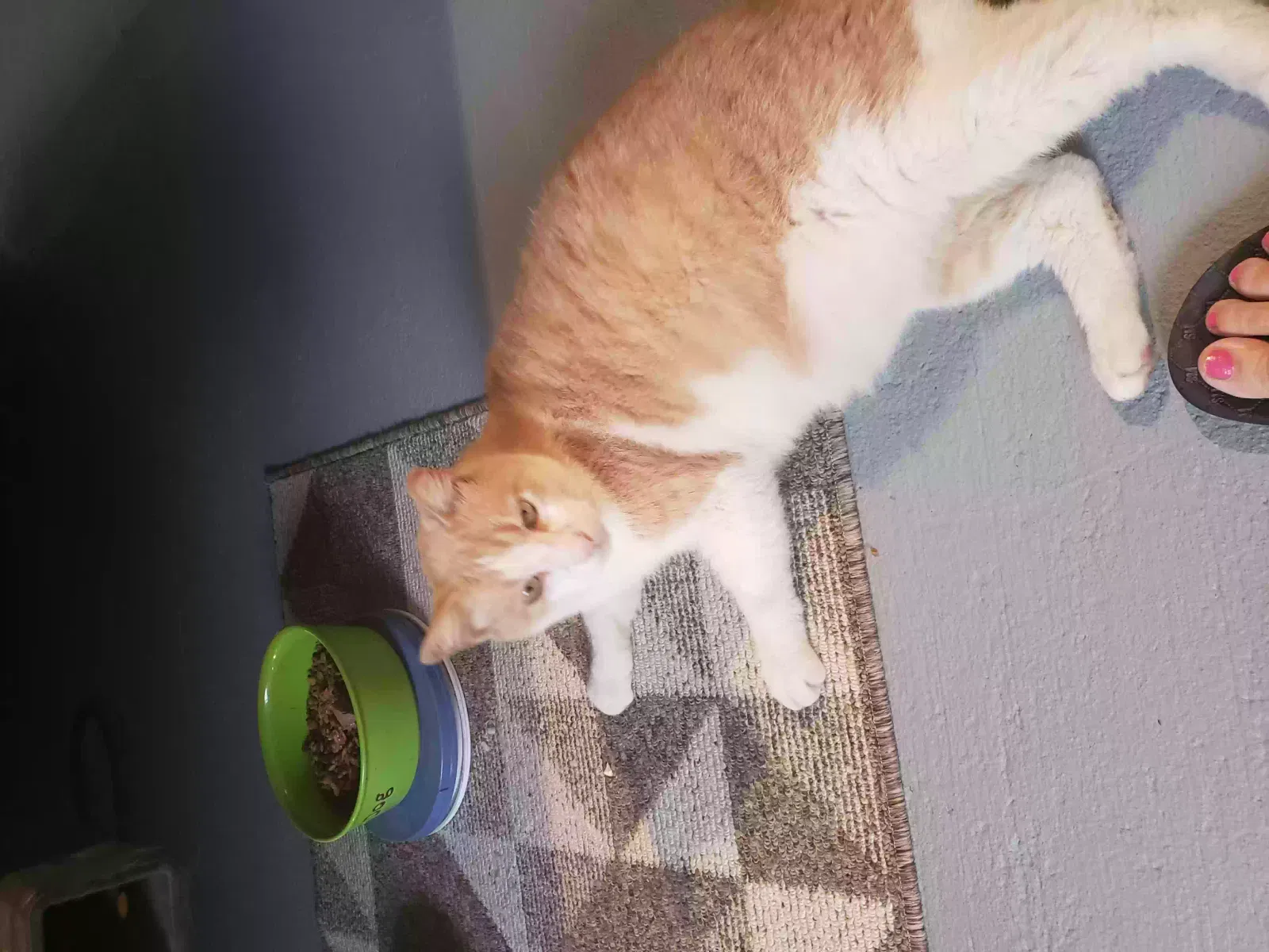 Lost cat in Lakeland, FL, 33809