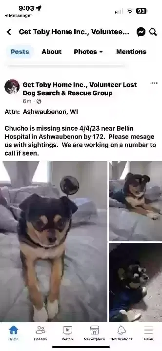 Lost dog in Green Bay, WI, 54313