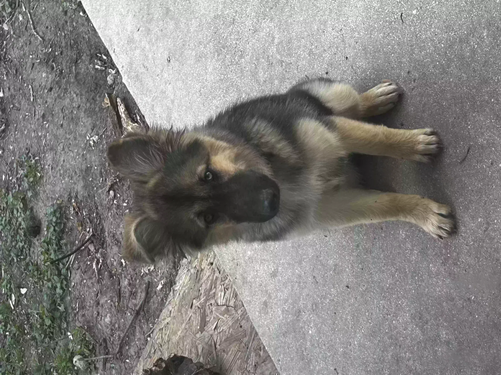 Lost dog in San Antonio, TX, 78245