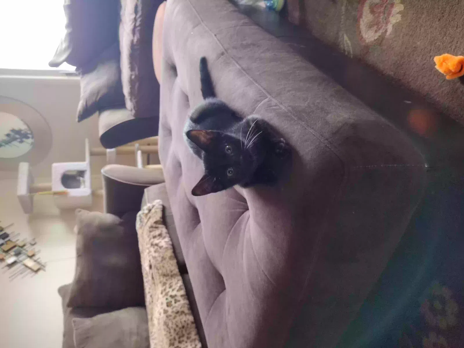 Lost cat in West Chicago, IL, 60185