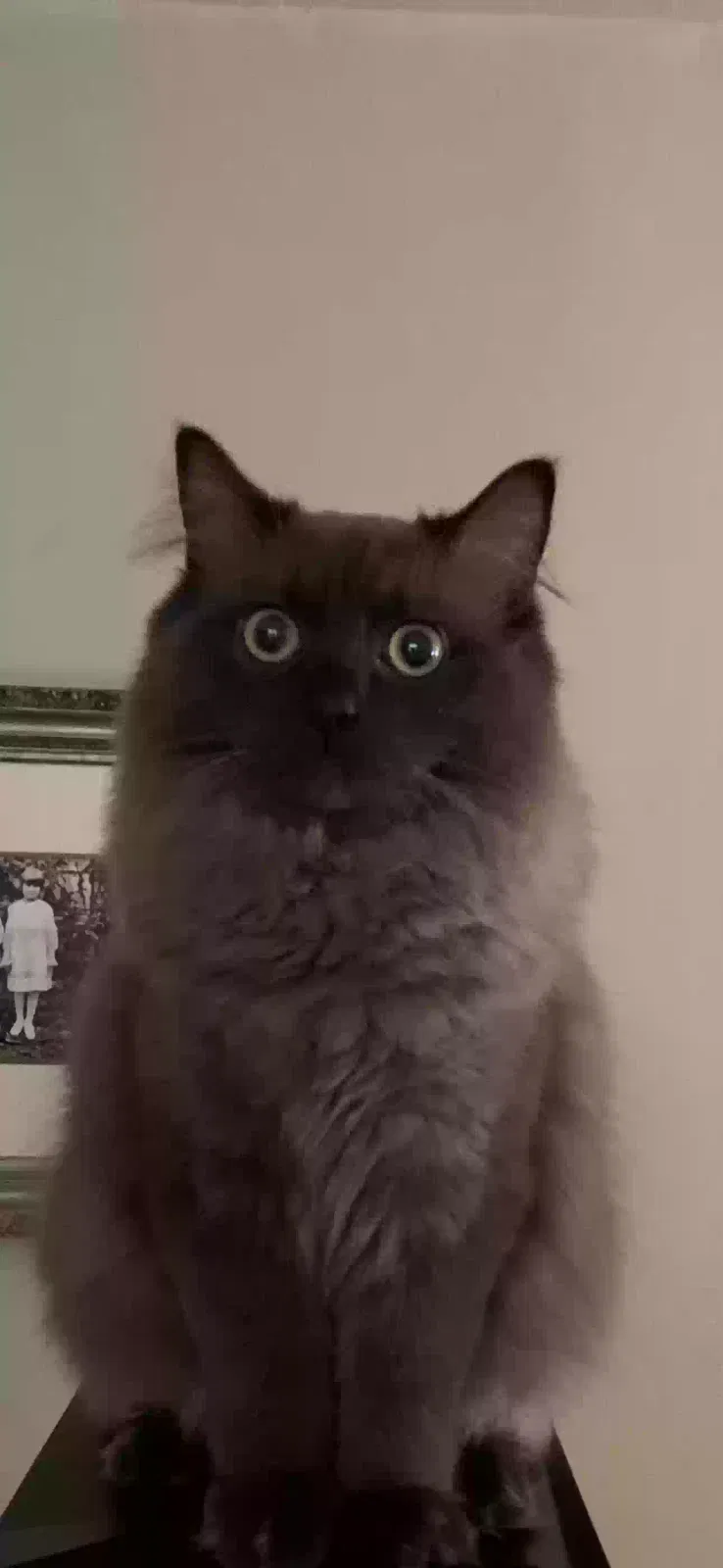 Lost cat in Metairie, LA, 70005
