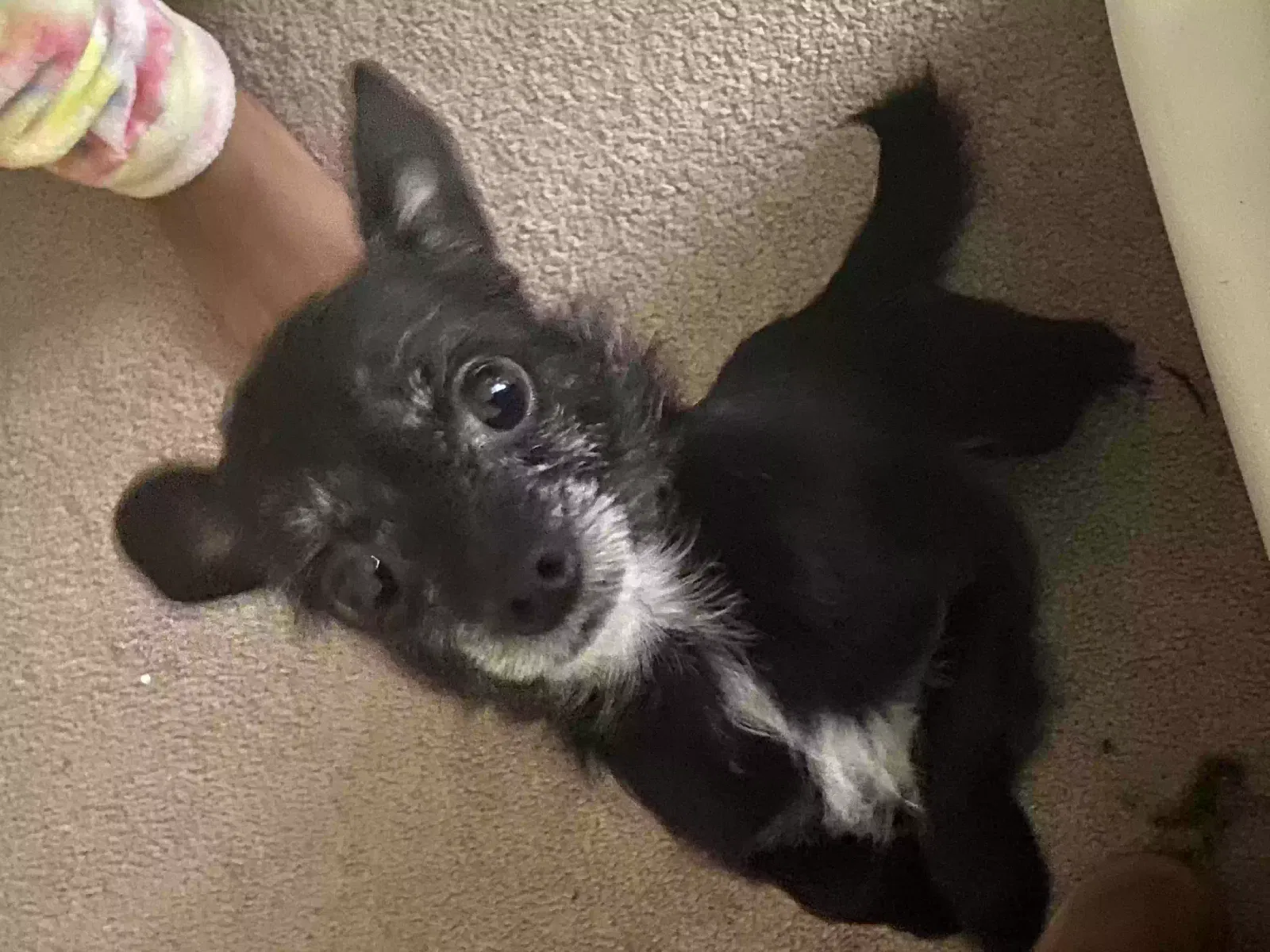 Lost dog in Riverdale, GA, 30274