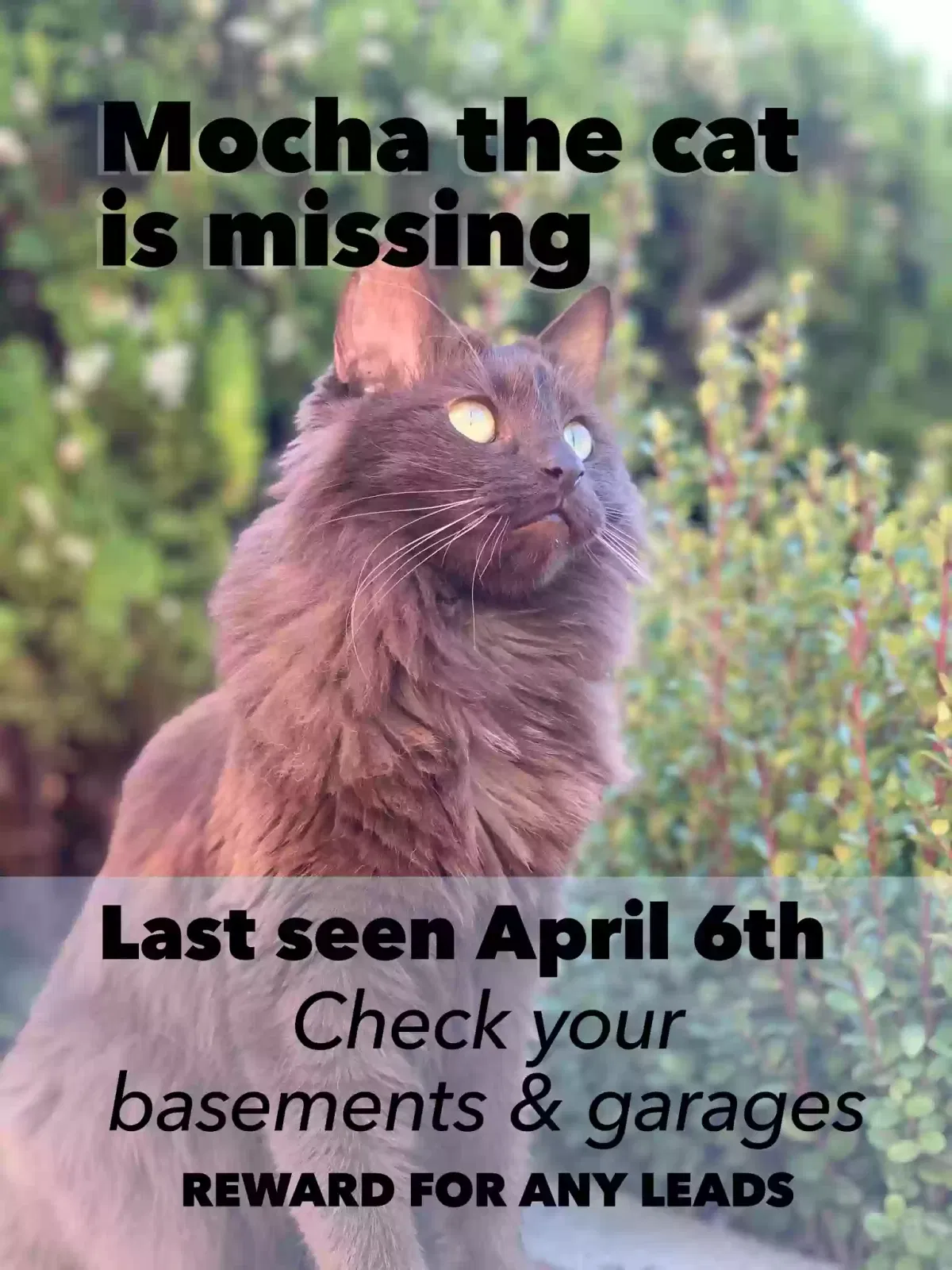 Lost cat in Oakland, CA, 94602