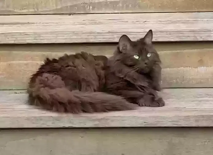Lost cat in Oakland, CA, 94602