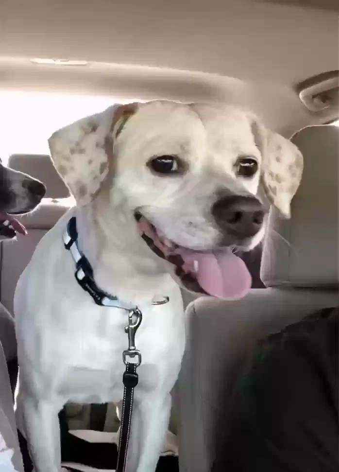 Lost dog in Miami, FL, 33169