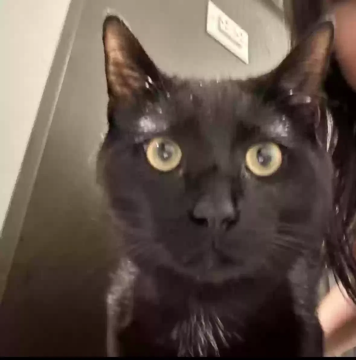 Lost cat in Raeford, NC, 28376