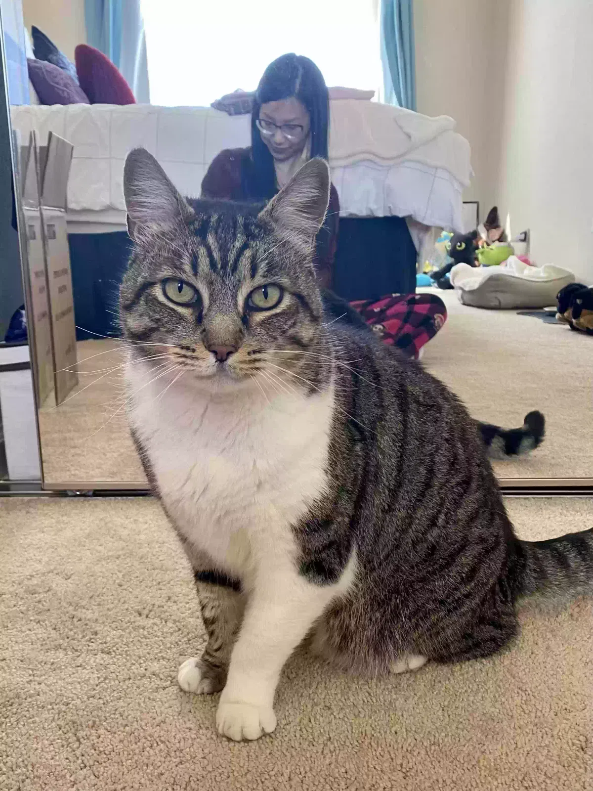 Lost cat in Reno, NV, 89523