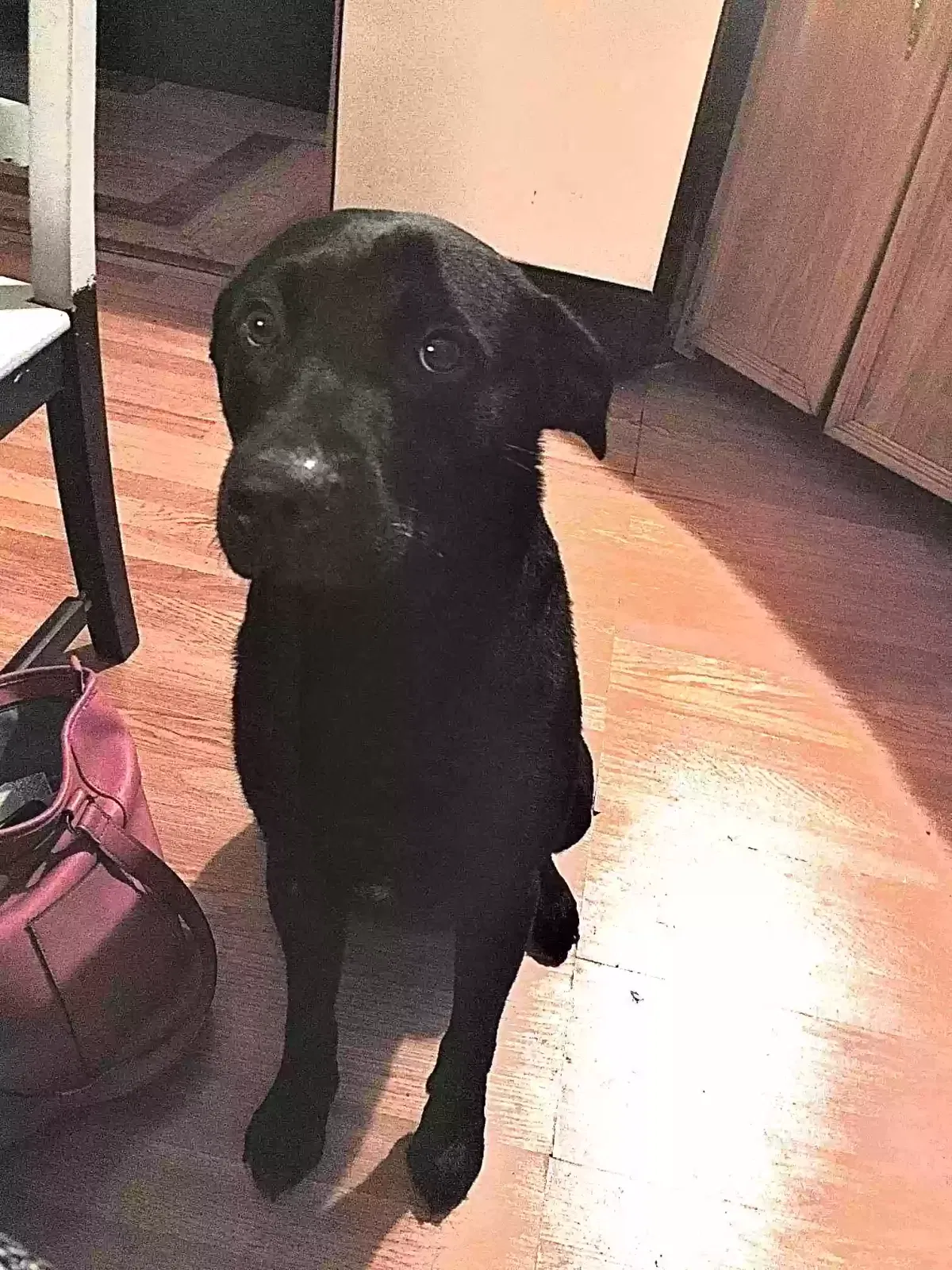 Lost dog in Spanaway, WA, 98387