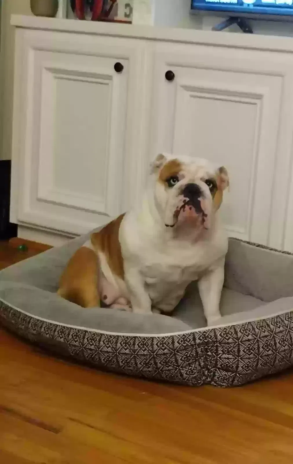 Lost dog in Pasadena, TX, 77504