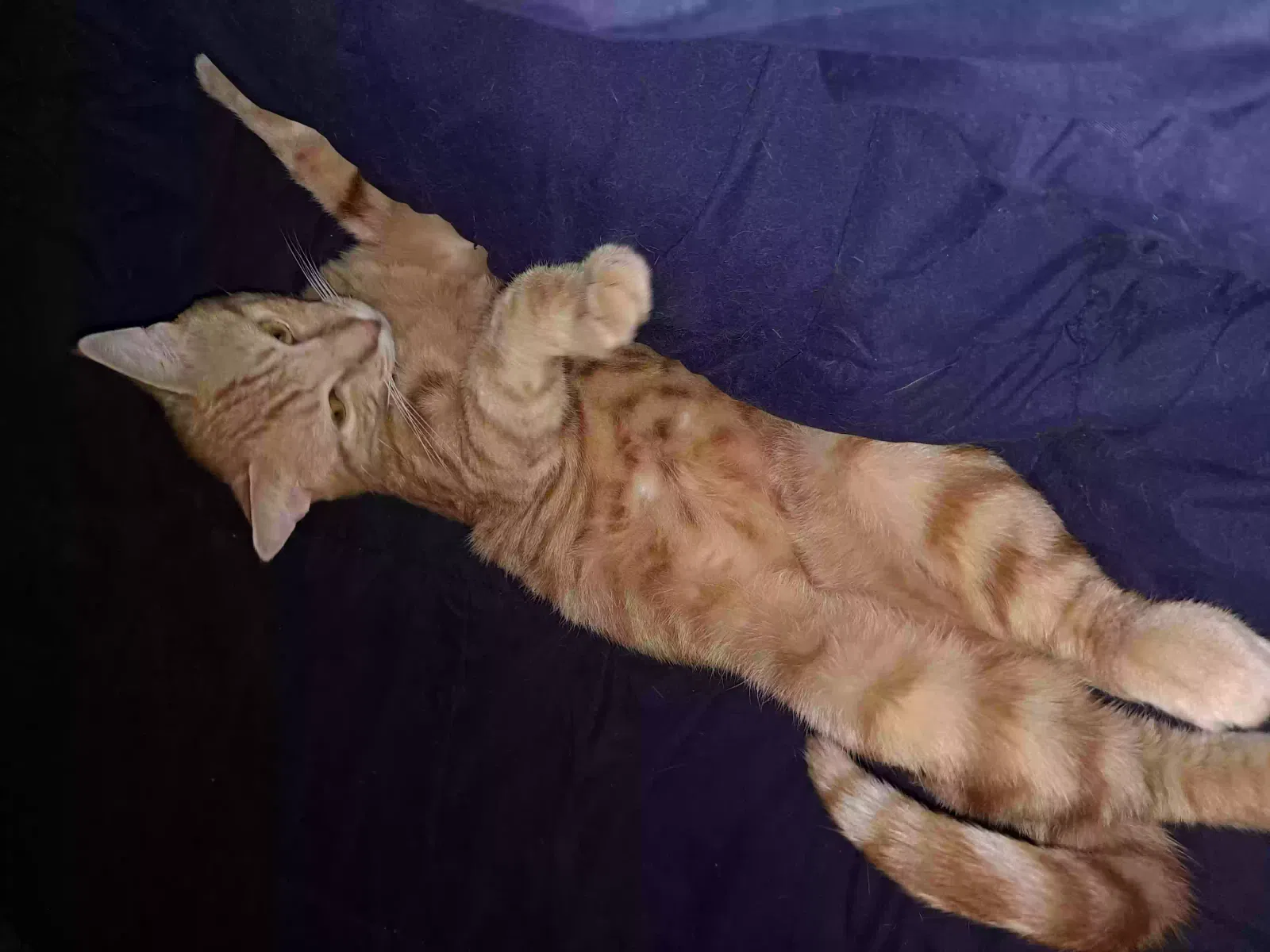 Lost cat in Absecon, NJ, 8205