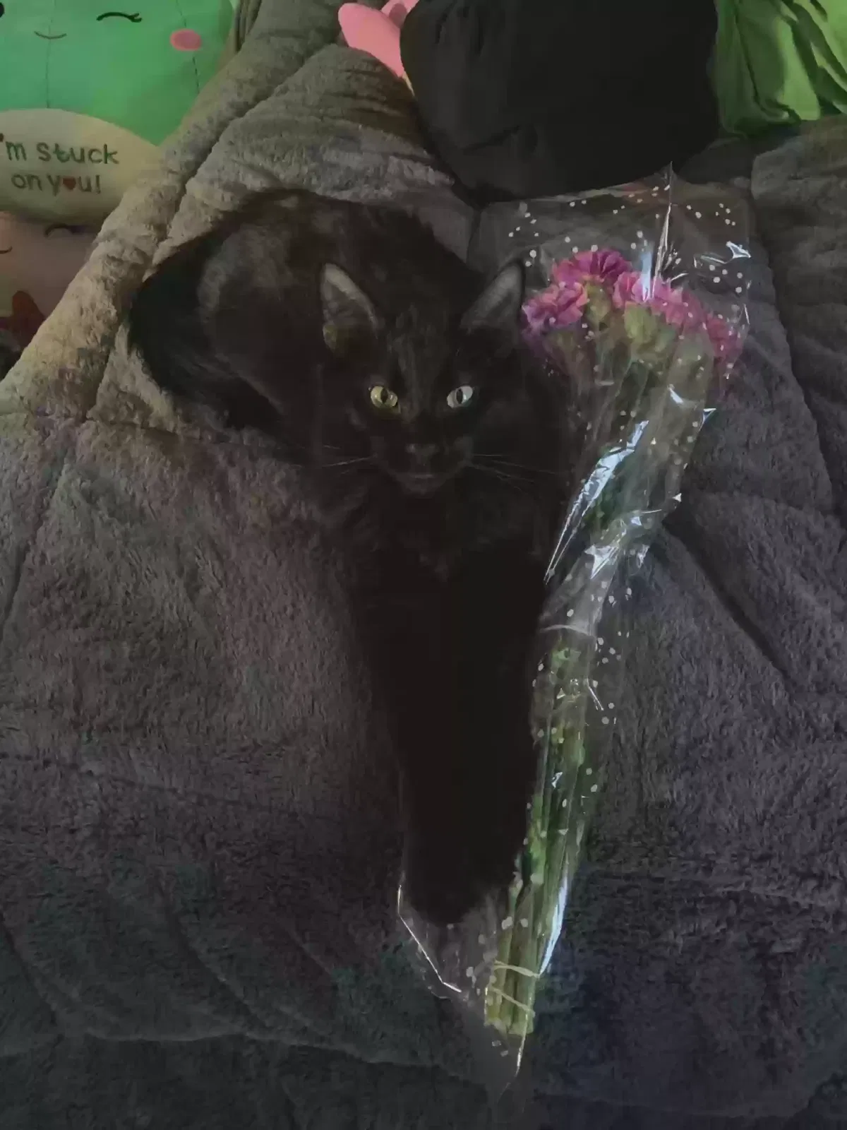 Lost cat in Green Bay, WI, 54302