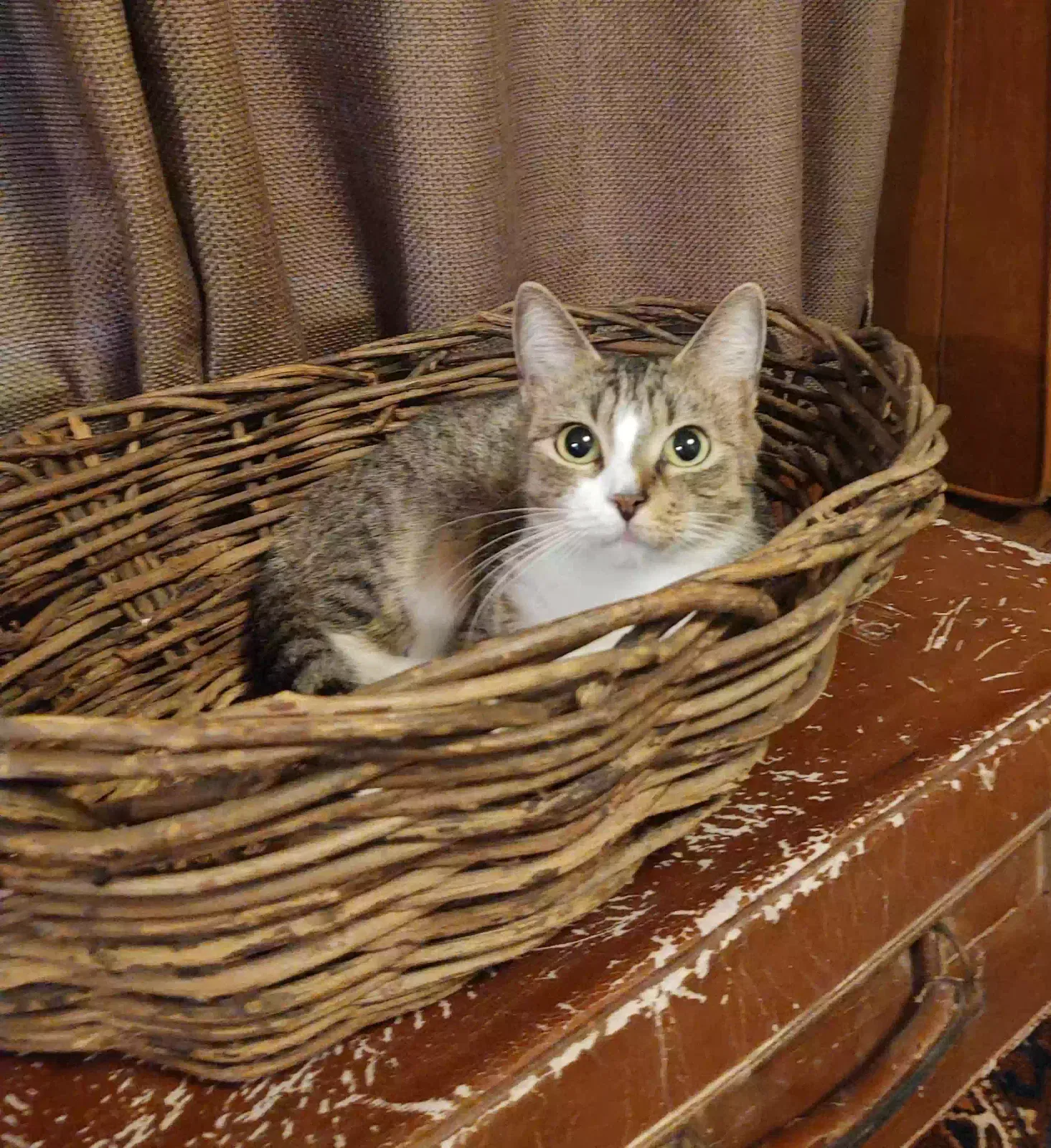 Lost cat in North Charleston, SC, 29405