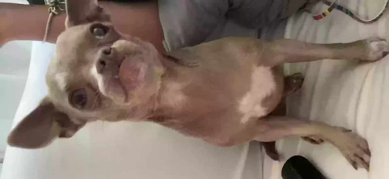 Lost dog in Modesto, CA, 95351