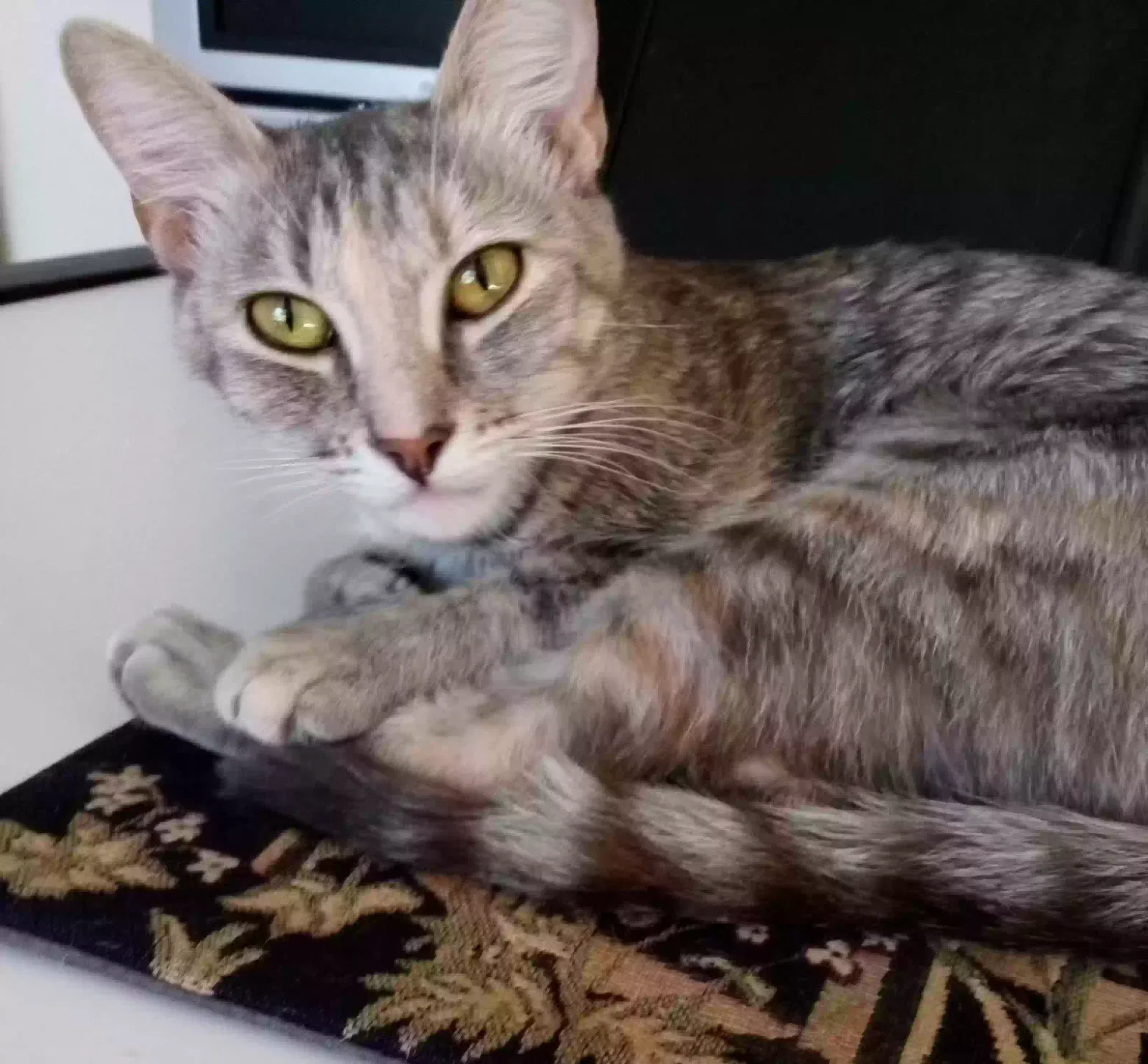Lost cat in North Hollywood, CA, 91606