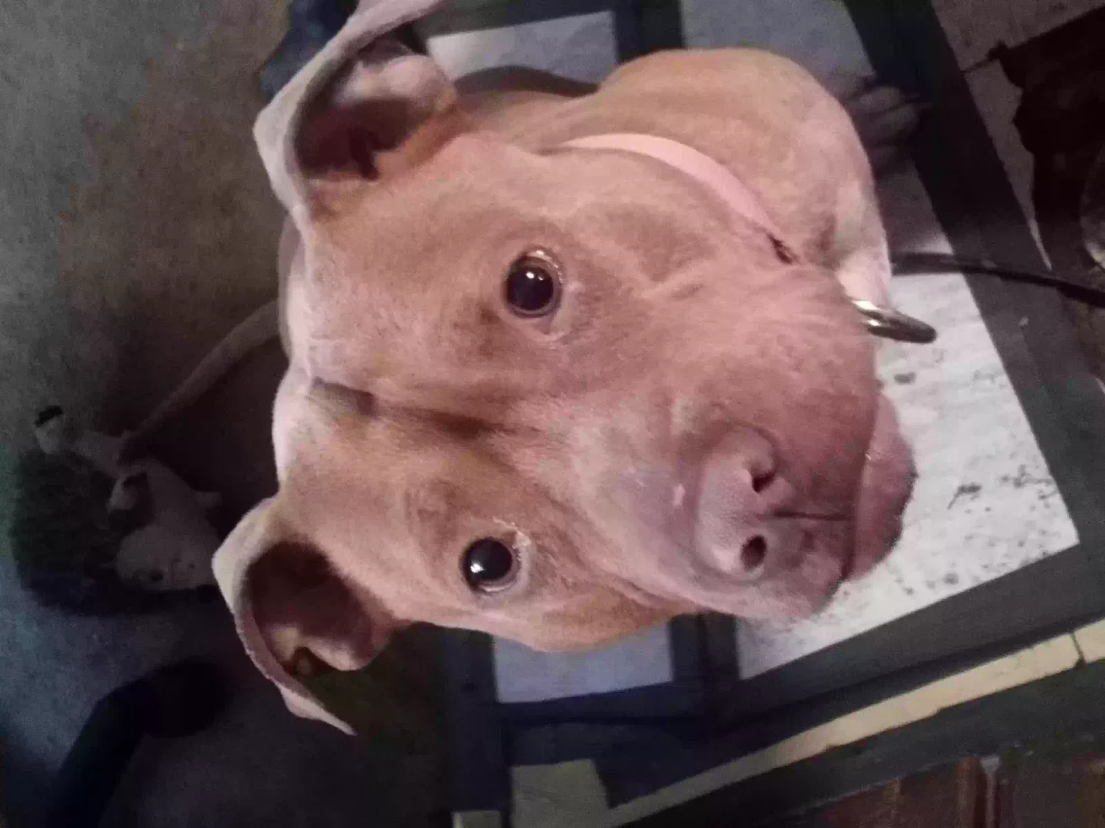 Lost dog in Indianapolis, IN, 46201
