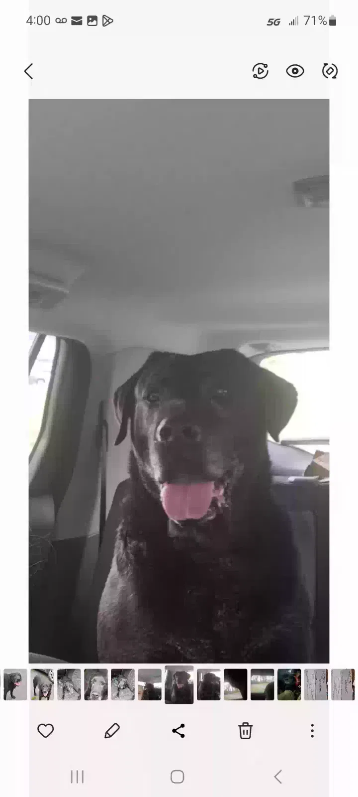 Found dog in Unknown, NC, 0
