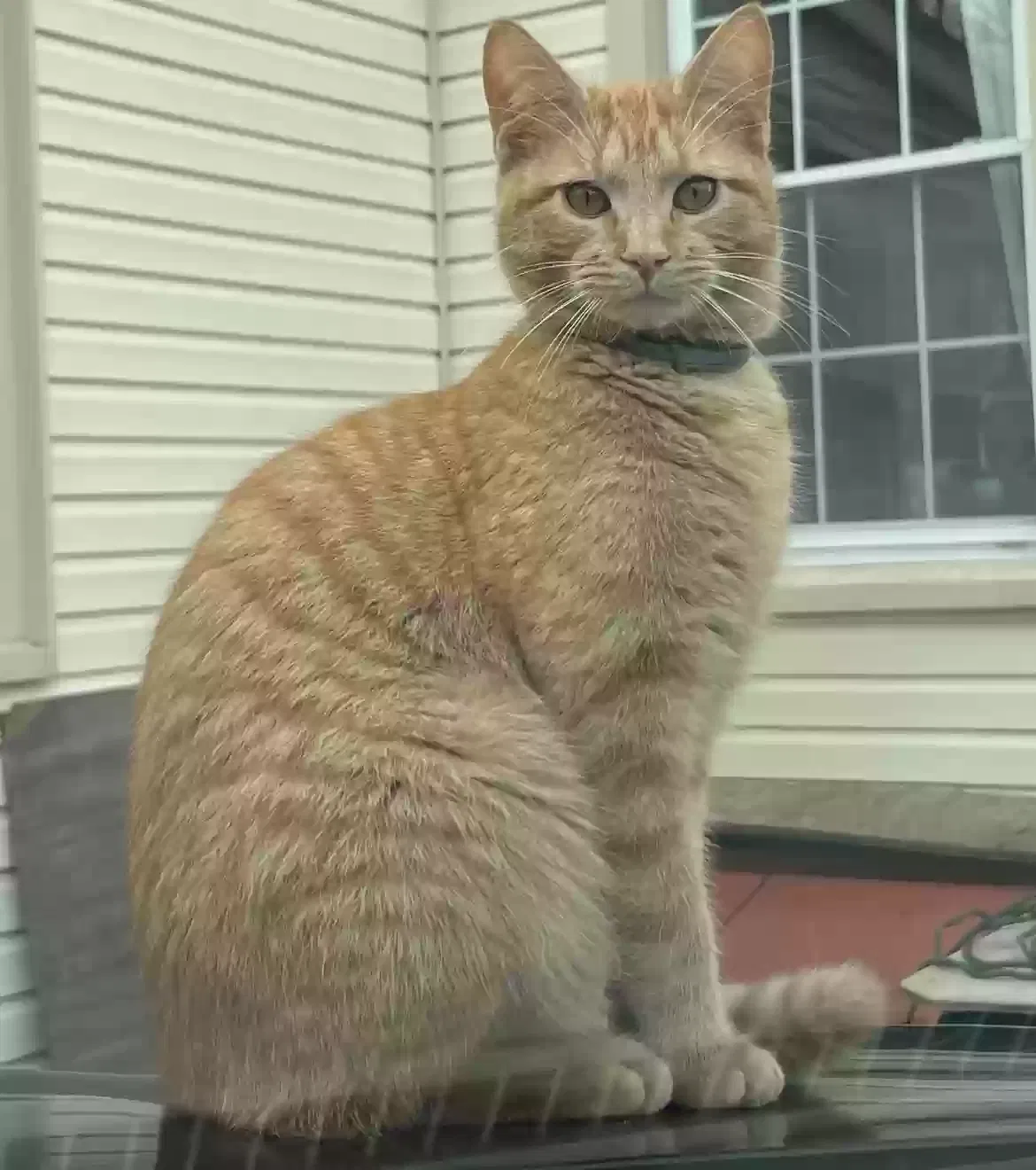 Lost cat in Hartford, CT, 6106