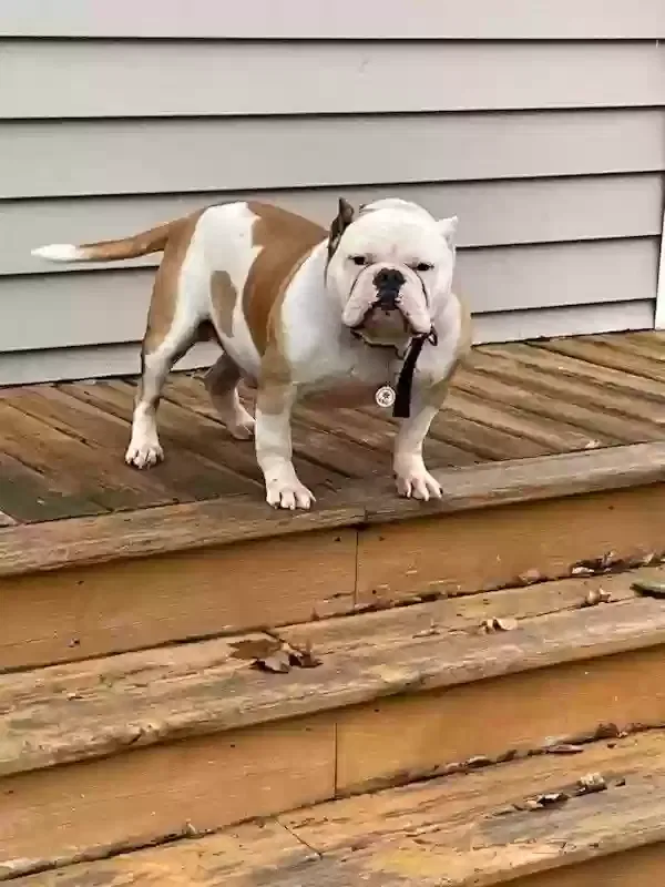 Lost dog in Milwaukee, WI, 53204