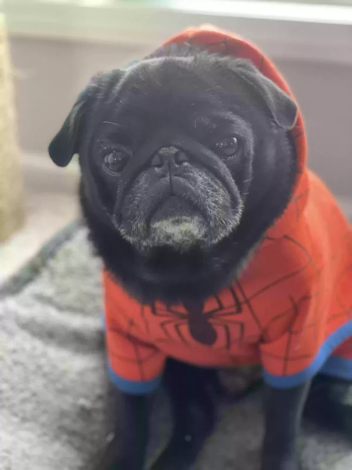 Lost dog in Pegram, TN, 37143