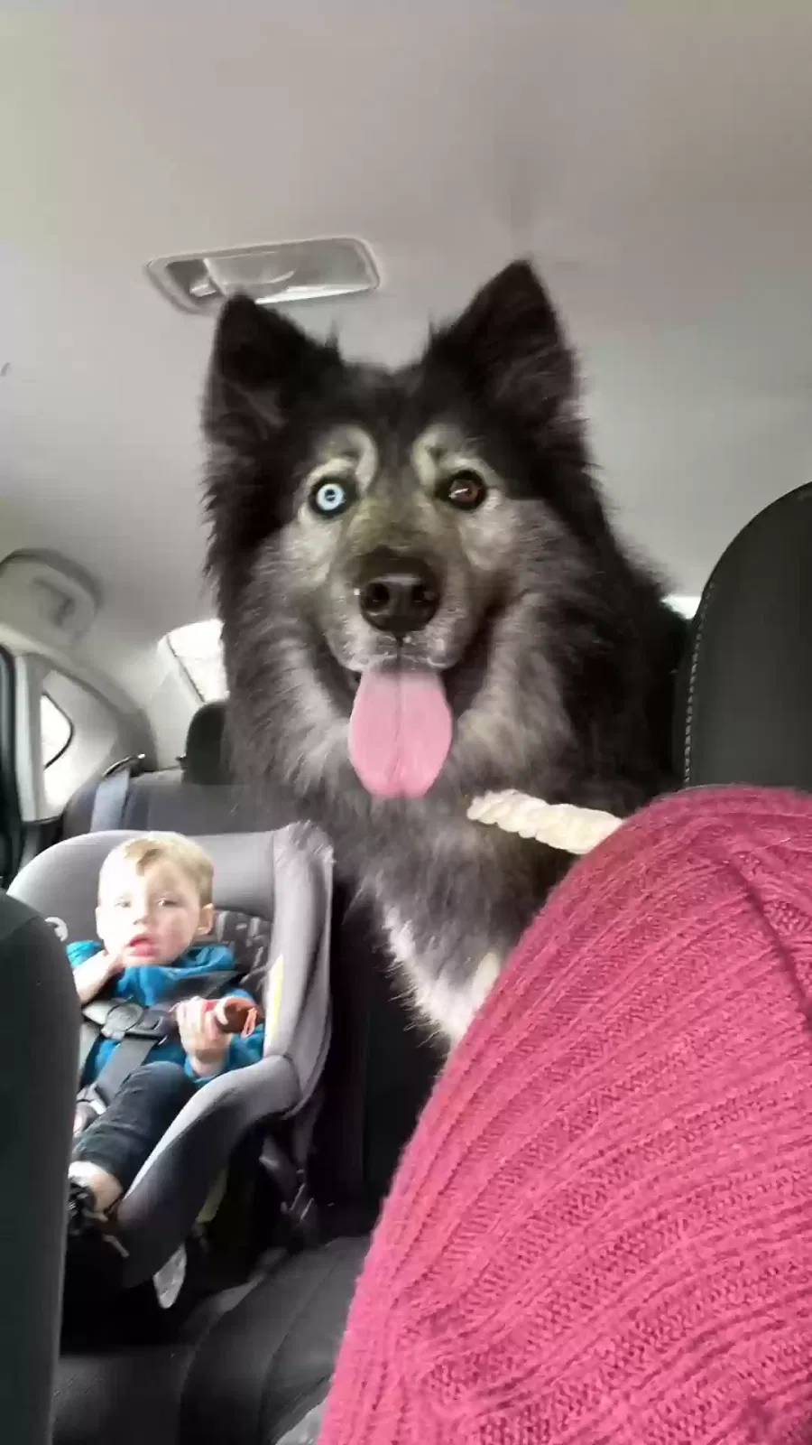 Lost dog in Morganton, NC, 28655
