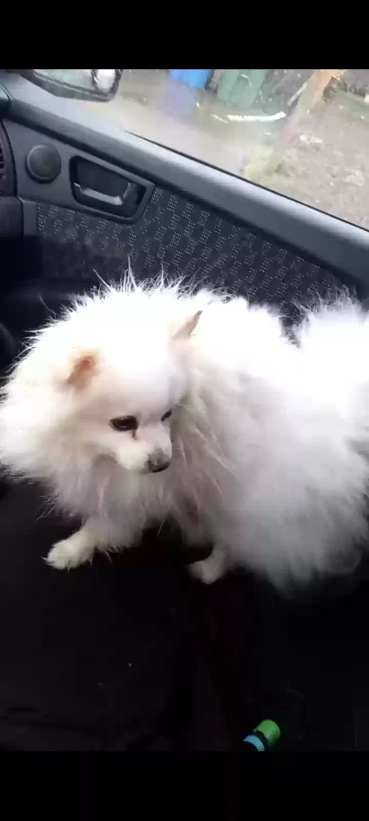 Lost dog in Salem, OR, 97301