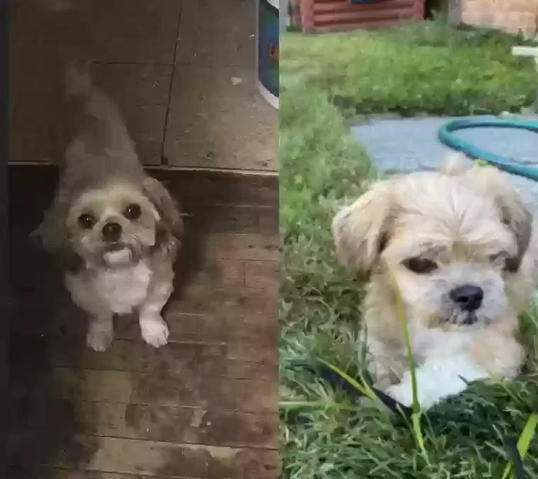 Lost dog in Detroit, MI, 48228