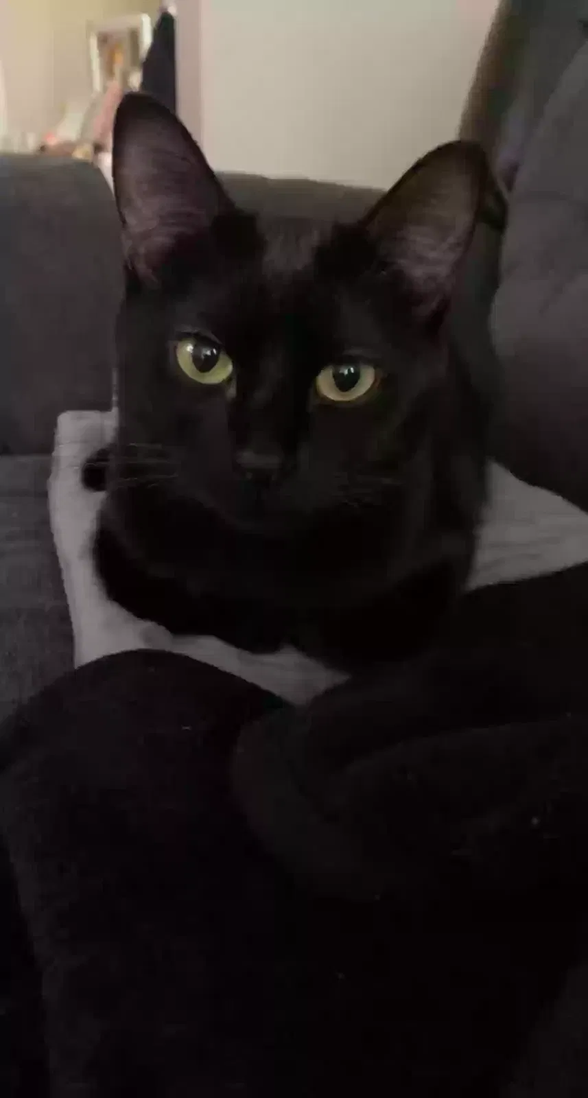 Lost cat in Chicago, IL, 60647