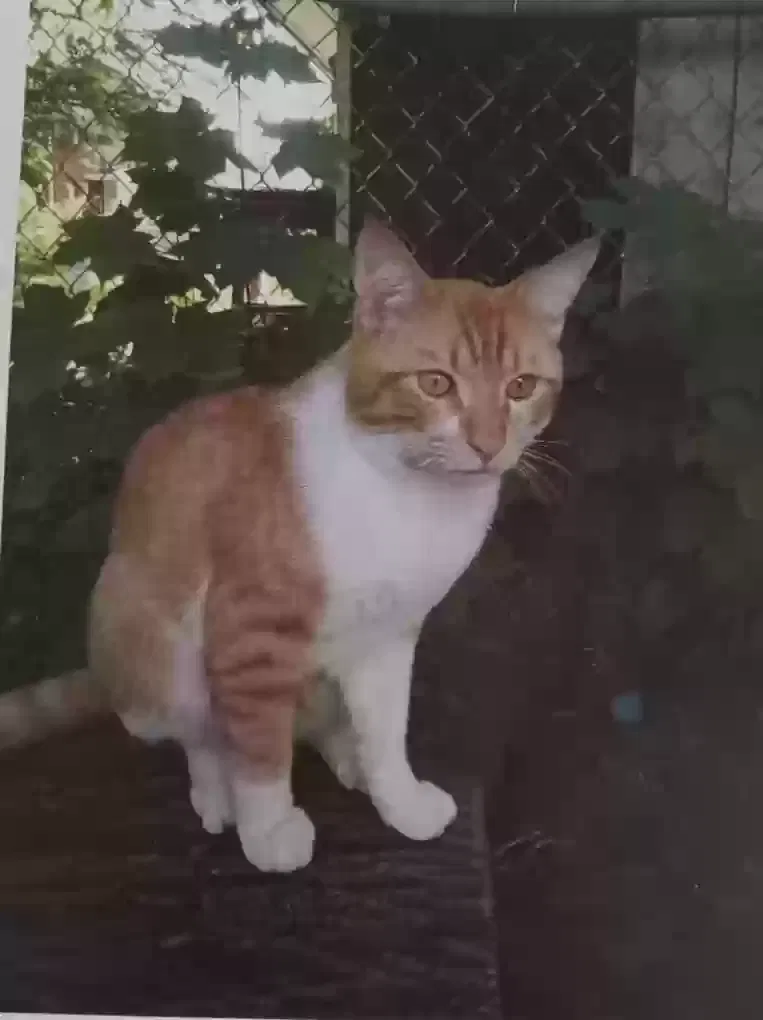 Lost cat in Rockford, IL, 61104