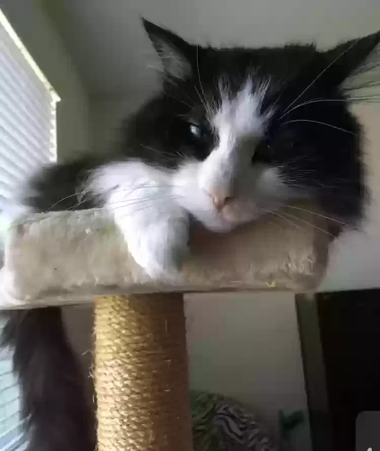 Lost cat in Encinitas, CA, 92024