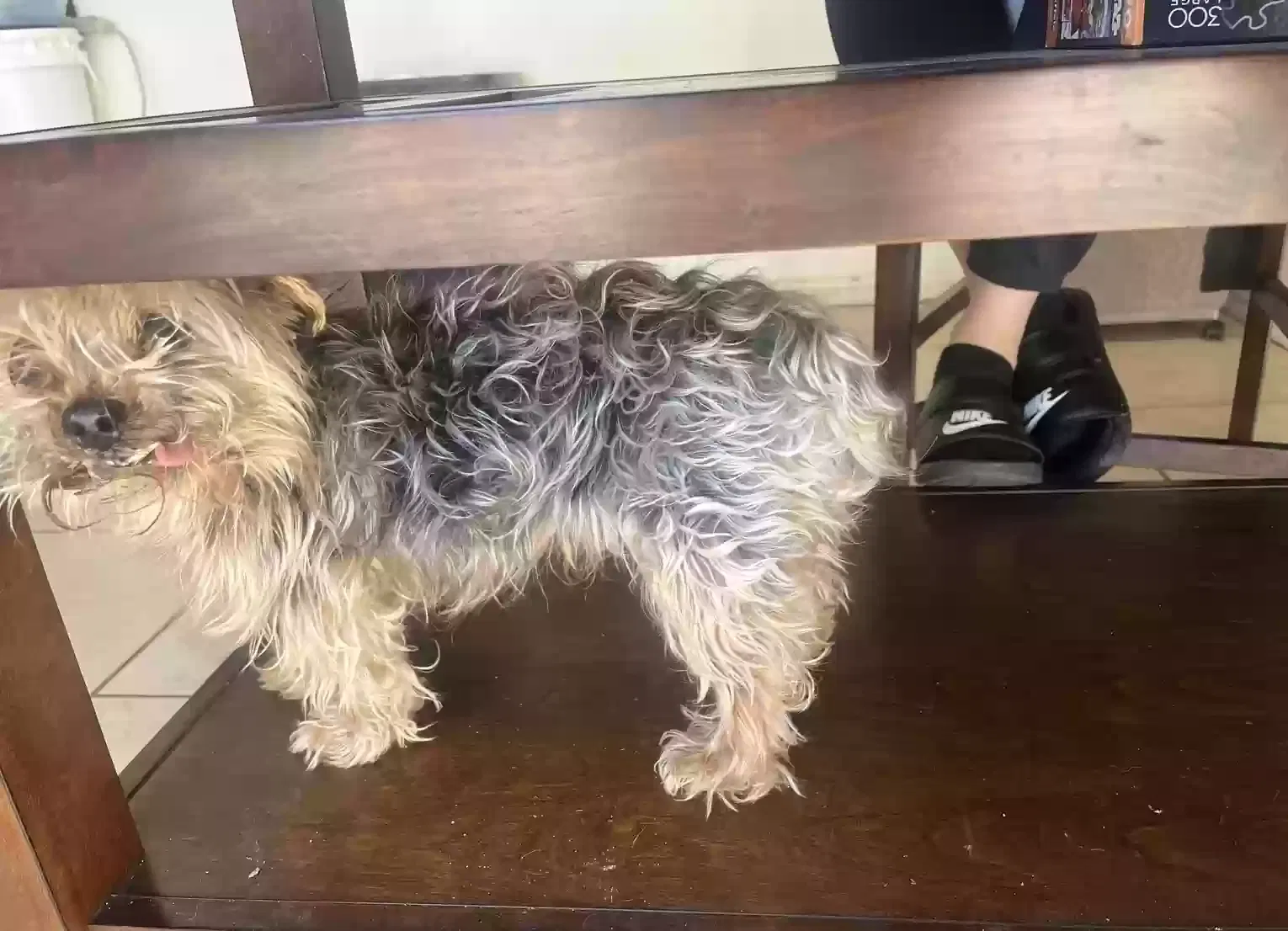 Lost dog in Palmdale, CA, 93551