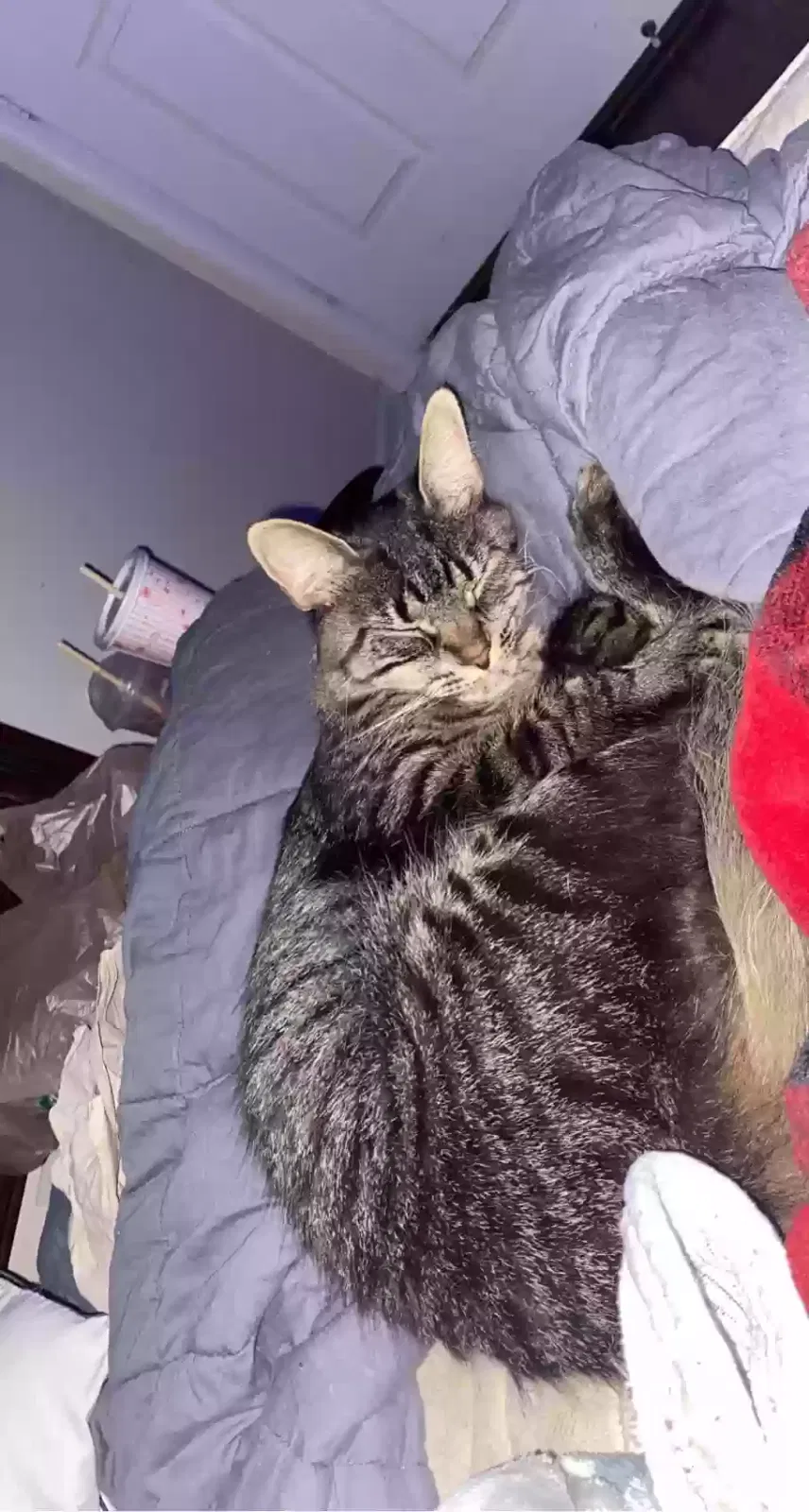 Lost cat in Palm City, FL, 34990