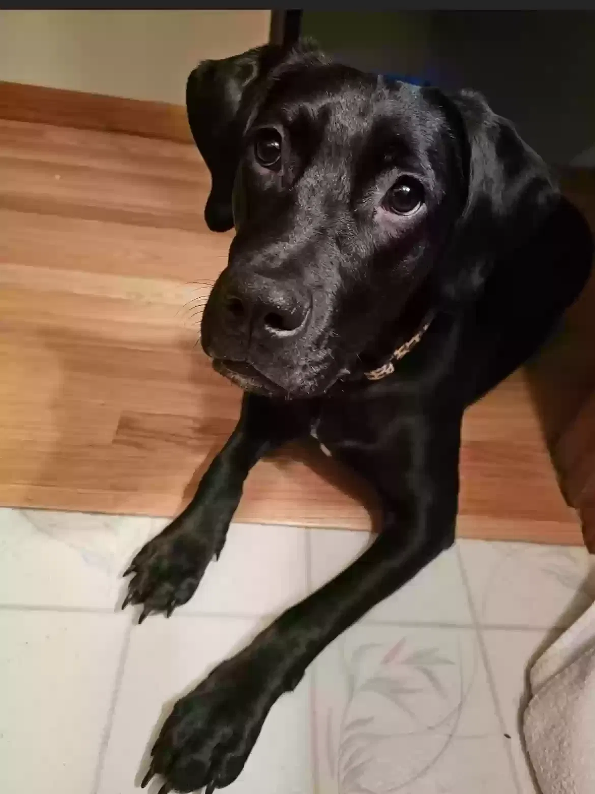 Lost dog in Worcester, MA, 1604