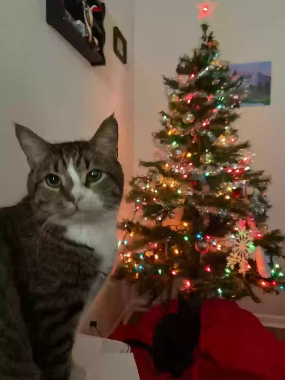 Lost cat in Arlington, VA, 22204