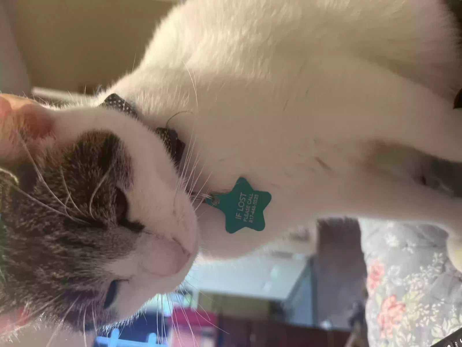 Lost cat in North Richland Hills, TX, 76180
