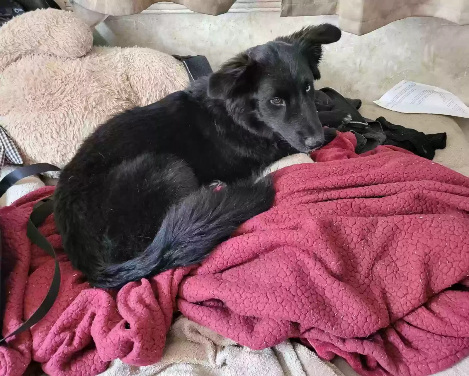 Lost dog in Newport News, VA, 23607