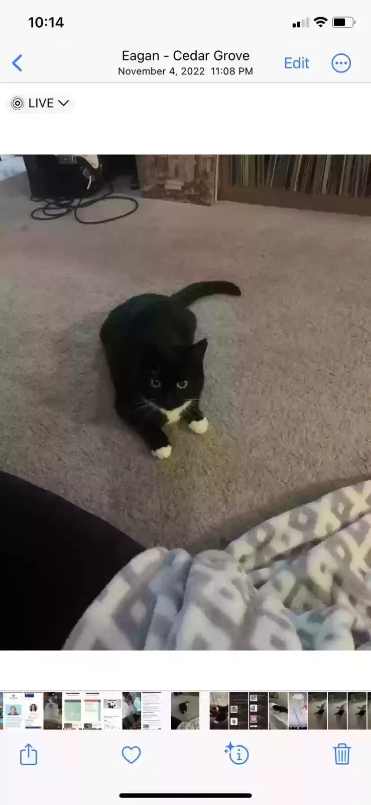 Lost cat in Saint Paul, MN, 55122