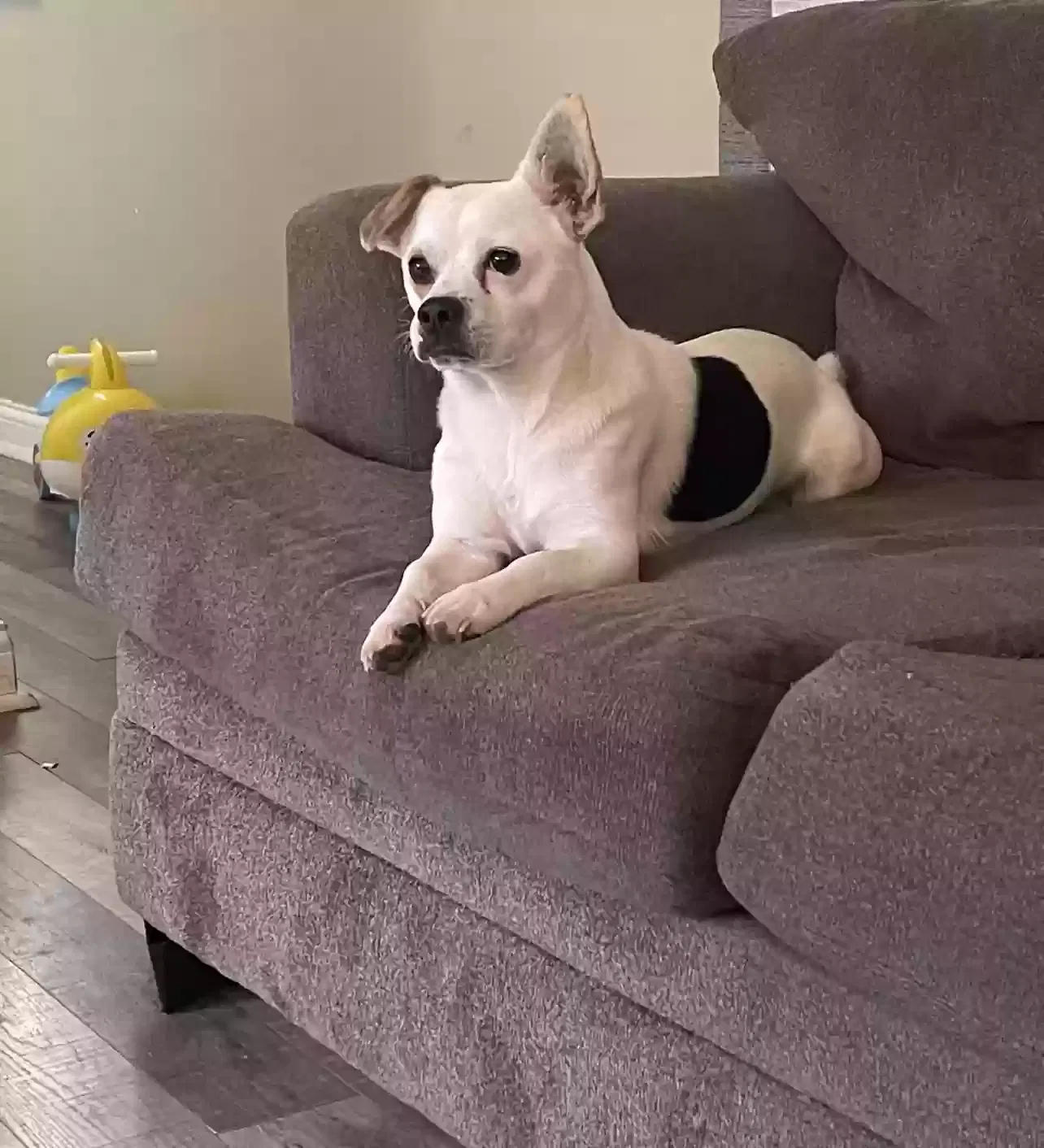 Lost dog in Bossier City, LA, 71112