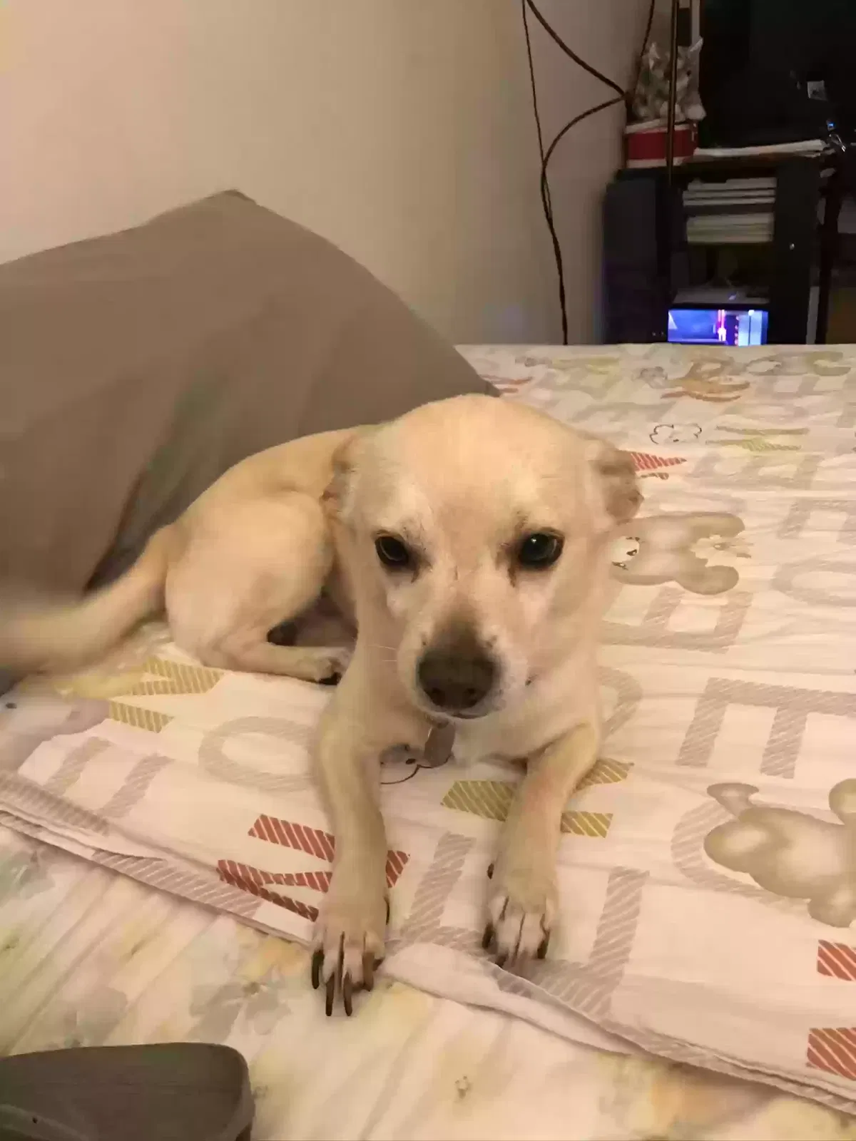 Lost dog in Rosemead, CA, 91770