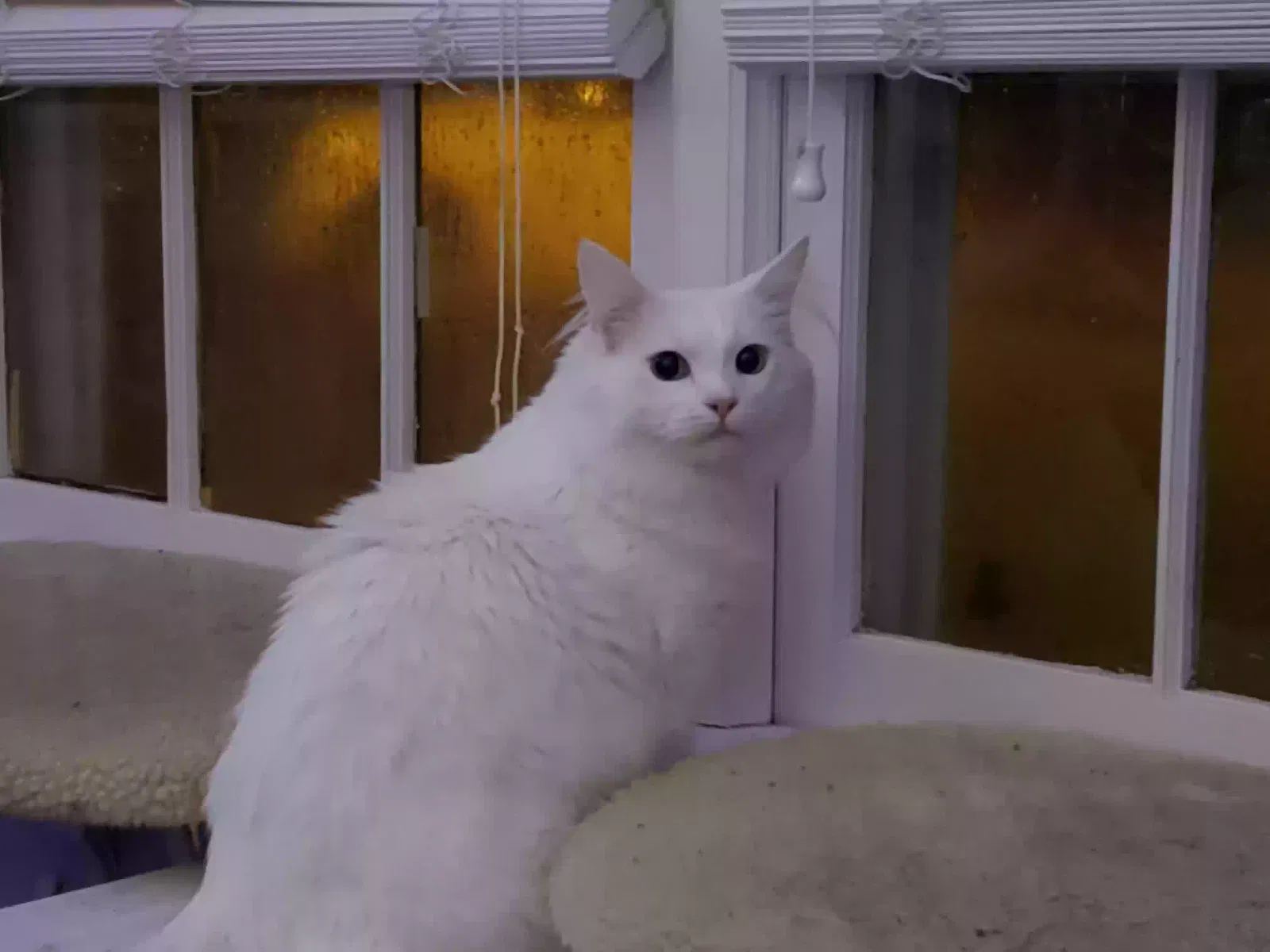 Lost cat in Charlotte, NC, 28227