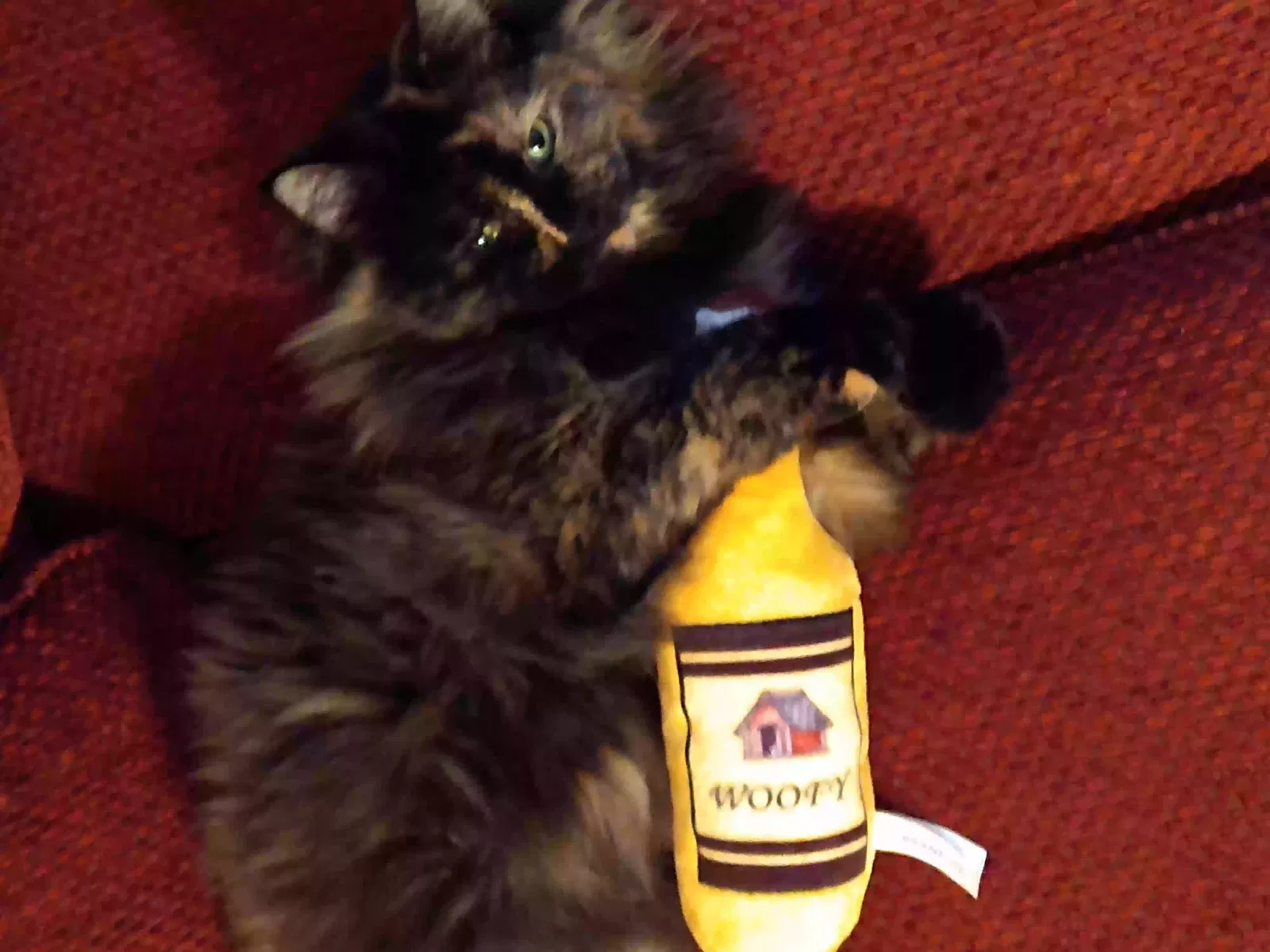 Lost cat in Murfreesboro, TN, 37130