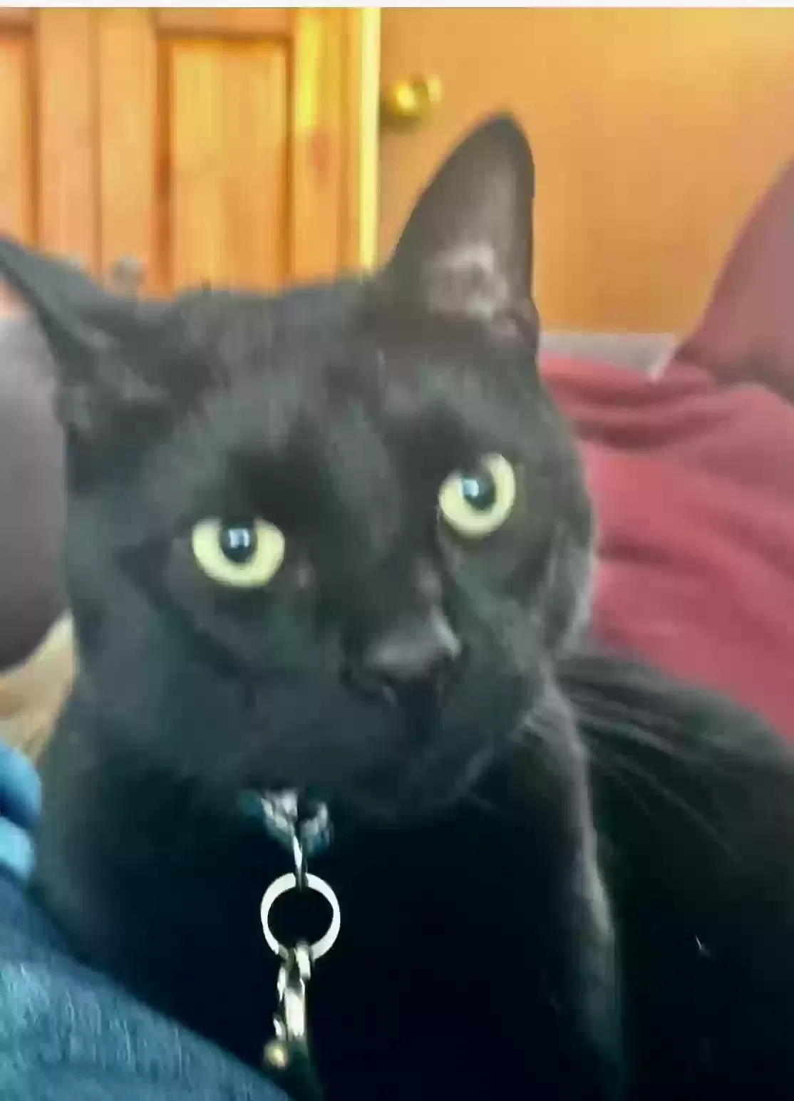 Lost cat in Fort Washington, PA, 19034