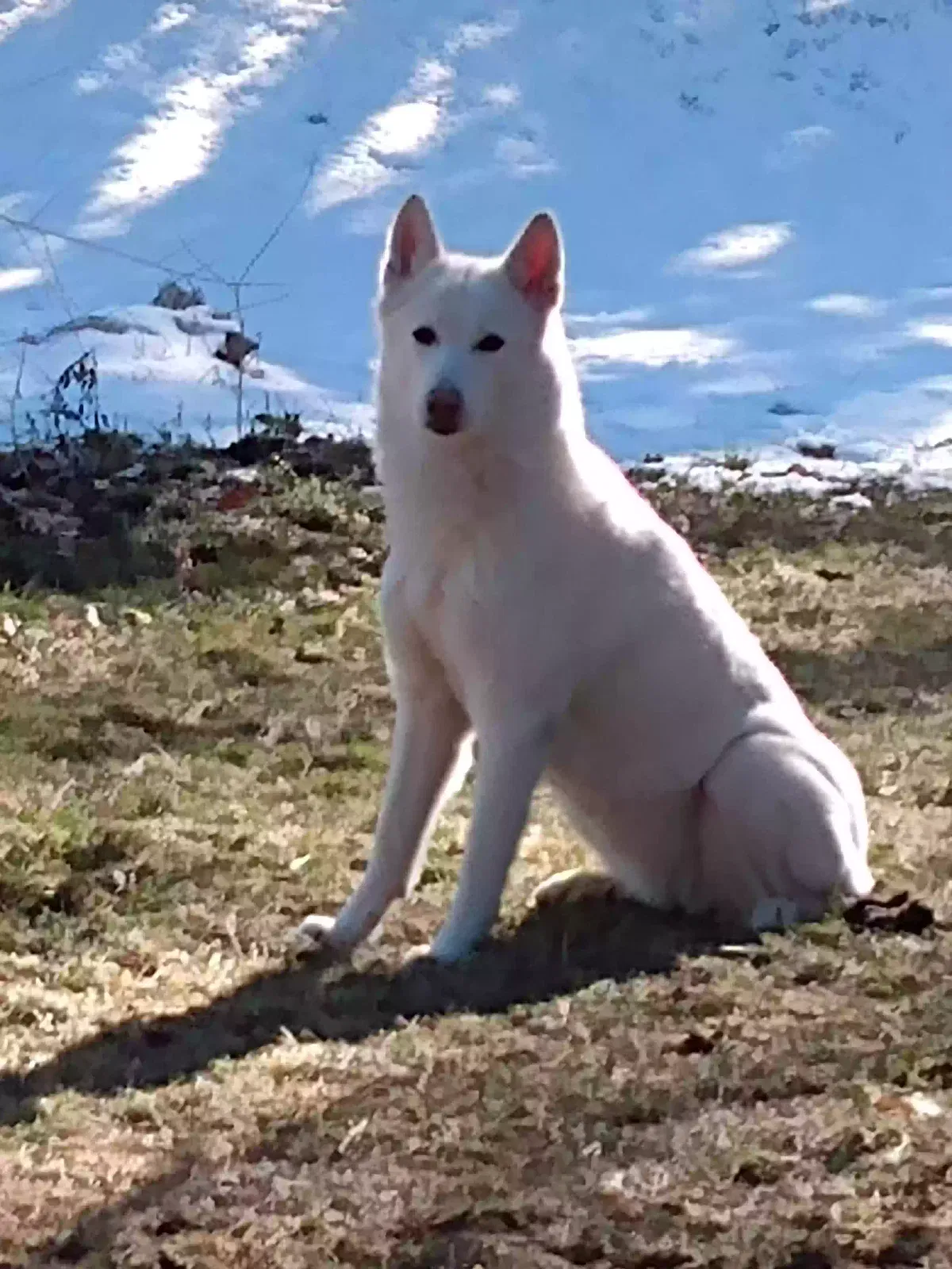 Lost dog in Salt Lake City, UT, 84119