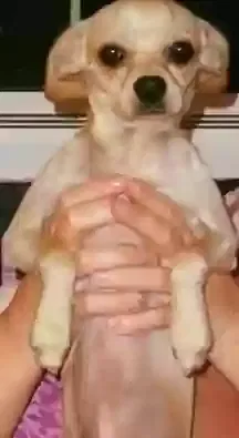 Lost dog in Tucson, AZ, 85706