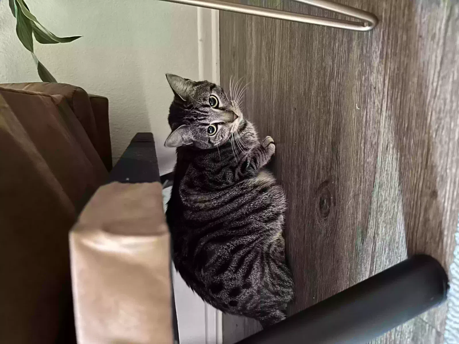Lost cat in Huntington Beach, CA, 92648