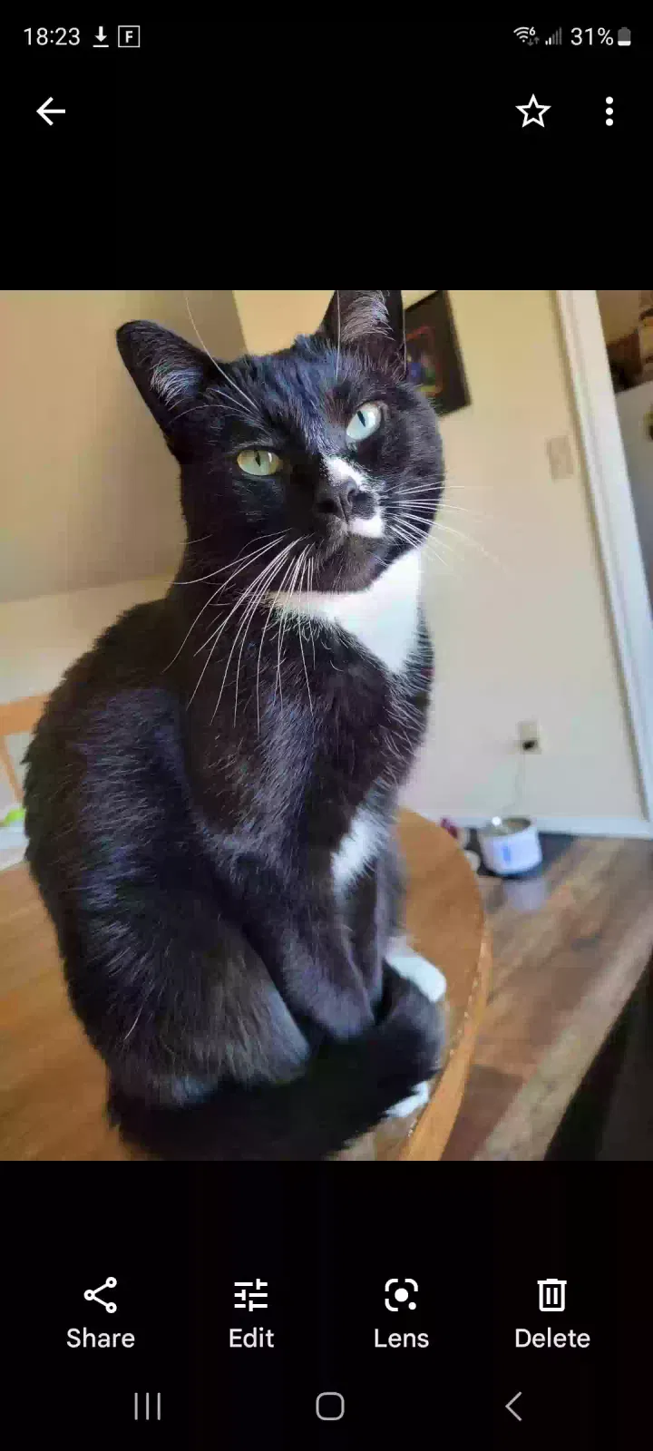 Lost cat in Colorado Springs, CO, 80915