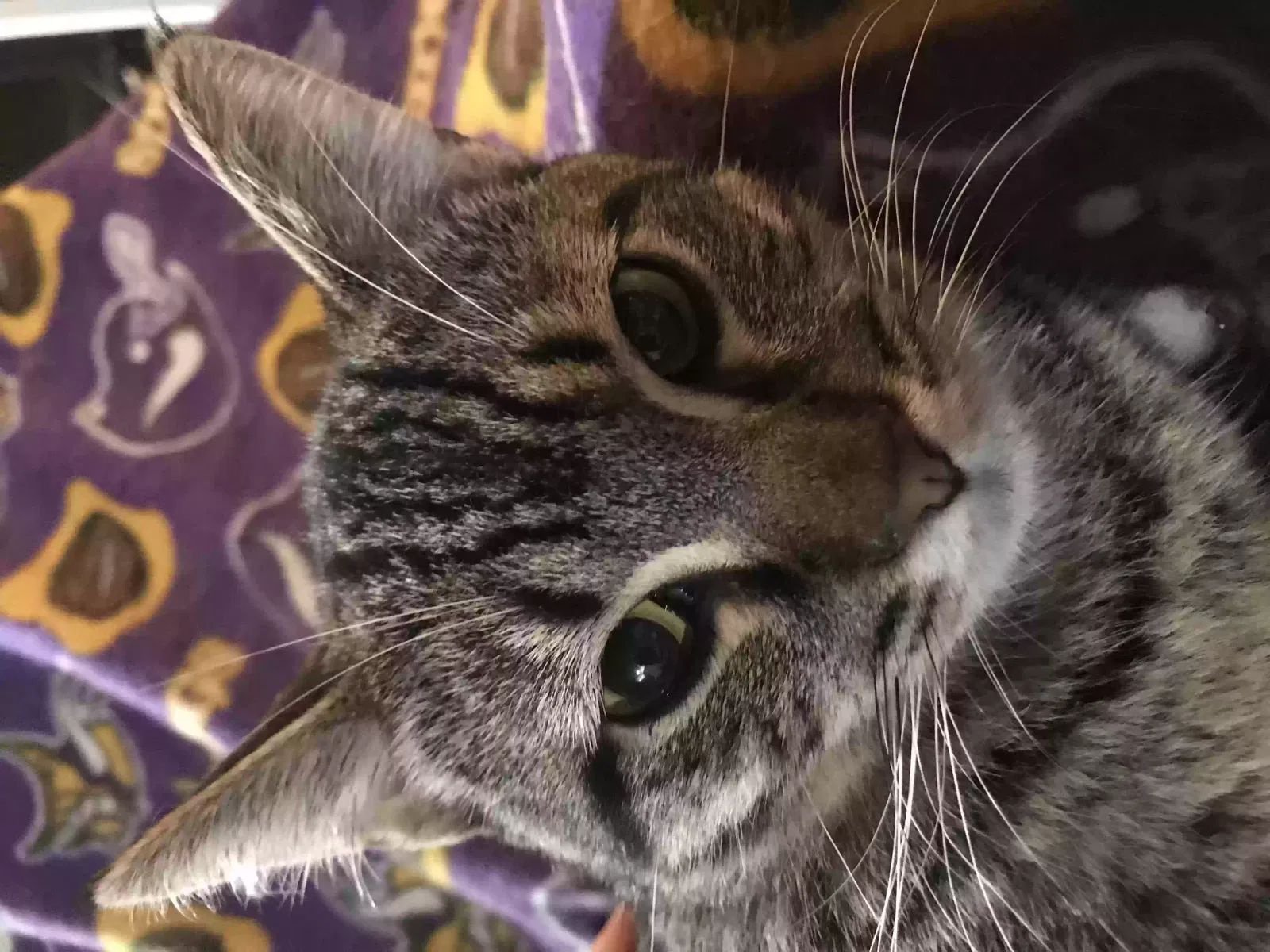 Lost cat in Oklahoma City, OK, 73162