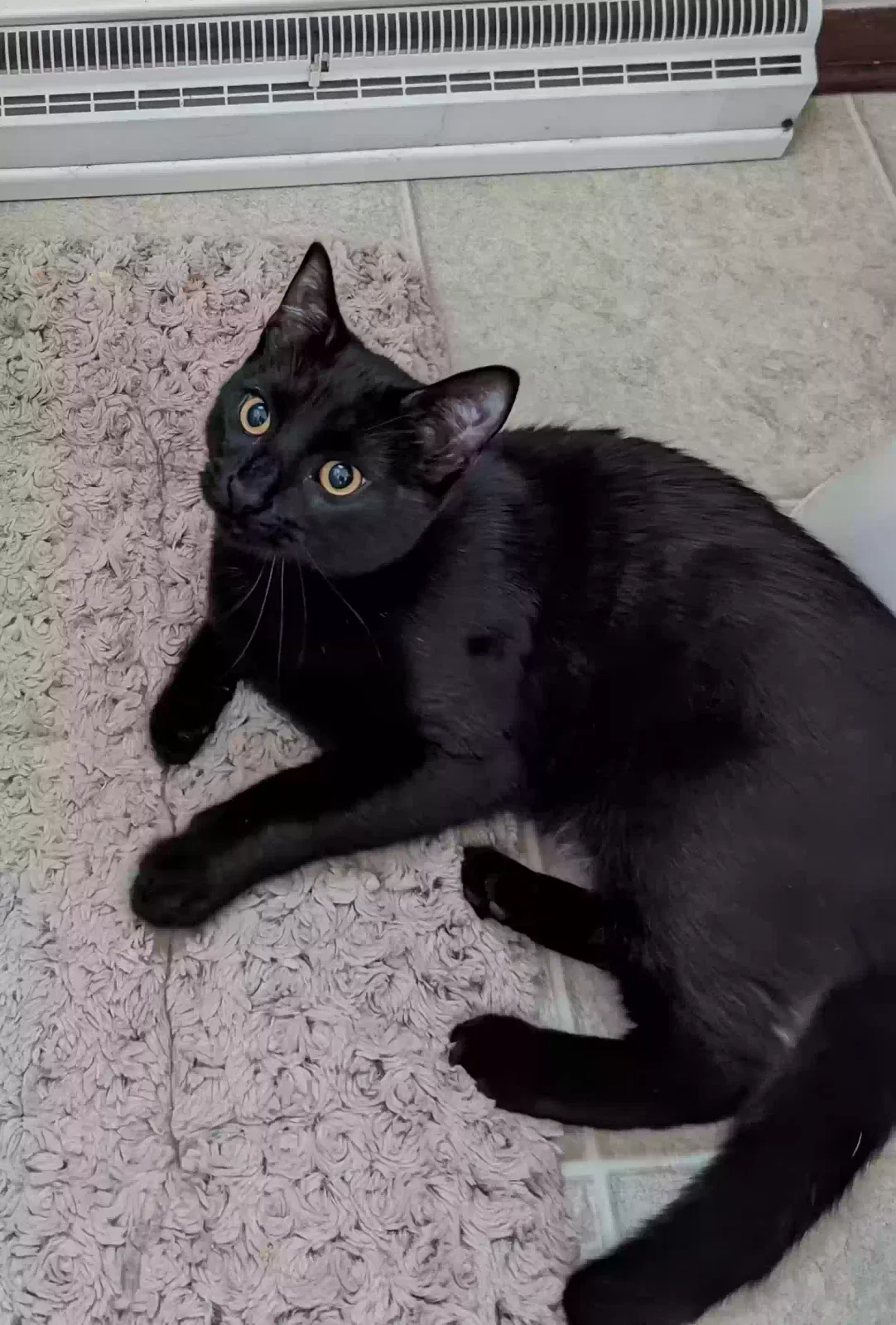 Found cat in Sheboygan, WI, 53081
